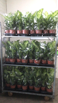 Dieffenbachia "Mars"