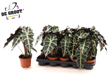 Alocasia "Polly"