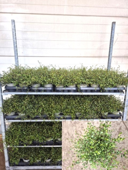 Mühlenbeckia