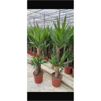 Yucca