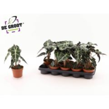 Alocasia amazonica 'Polly'