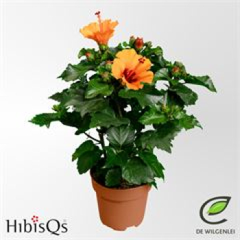 Hibiscus rosa-sin. Petit Orange