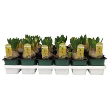 Hyacinthus  1pp gelb