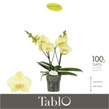 Phalaenopsis "Tablo" 2 Rispen gelb