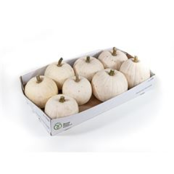 Cucurbita  Snowbal / weiss