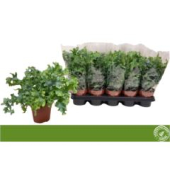 Phlebodium "Davana"