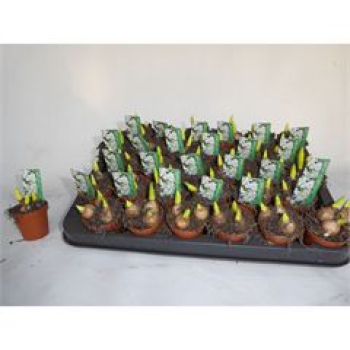 Mini Scilla siberica weiß