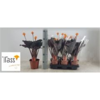 Calathea crocata