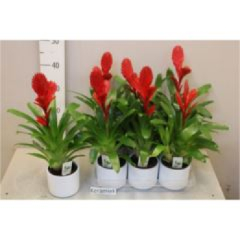 Vriesea rot im Übertopf