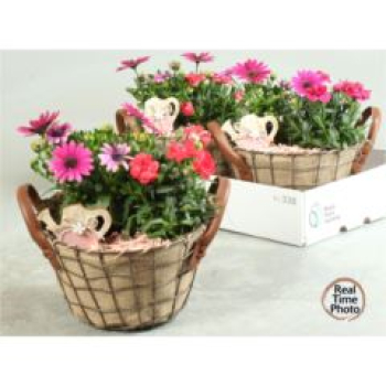 Pflanzenmix im Gitterkorb