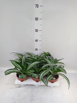 Dracaena fragrans grün-weiß