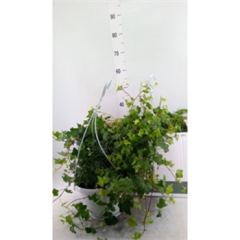 Hedera helix Ampel