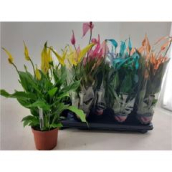 Spathiphyllum 'Bellini' gefärbt