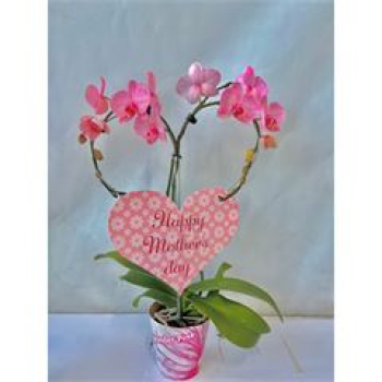 Phalaenopsis Herz rosa