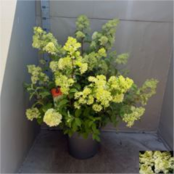 Hydrangea pan. 'Wim's Red'