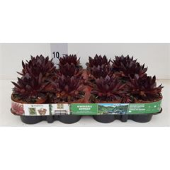 Sempervivum 'Riga Dark Purple'