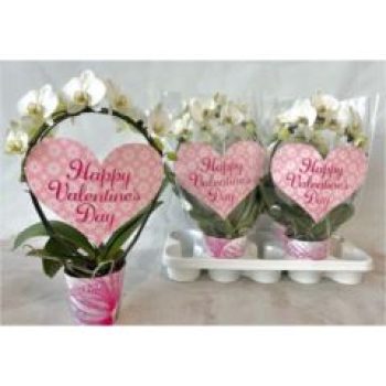 Phalaenopsis Bogen "Happy Valentines"