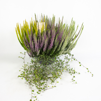 Calluna Mixschale mit Mühlenbeckia