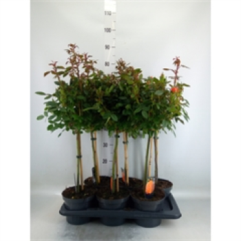 Rosen Stämme orange