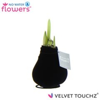 Waxz Samtamaryllis schwarz