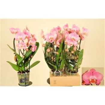 Phalaenopsis "Cascade" rosa