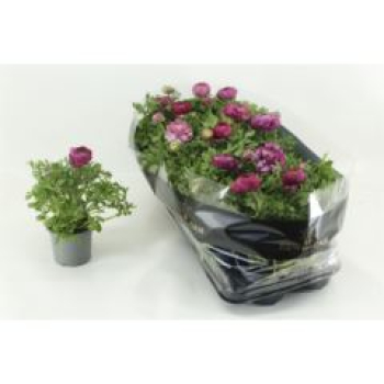 Ranunculus lila
