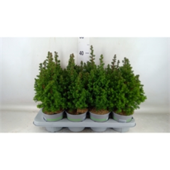 Chamaecyparis thyo. 'Top Point'