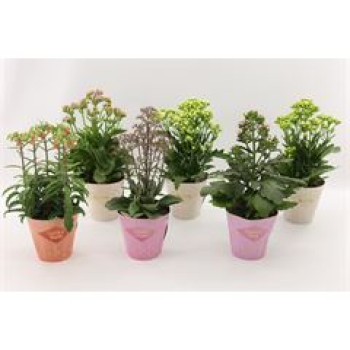 Kalanchoe 'Veranda' Mix