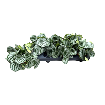 Peperomia argyreia