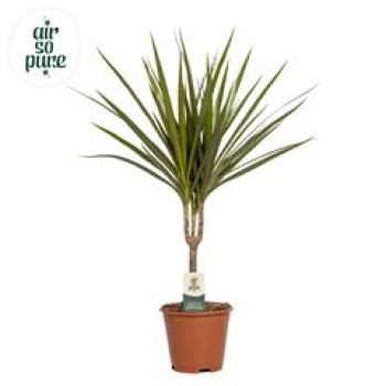 Dracaena marg.