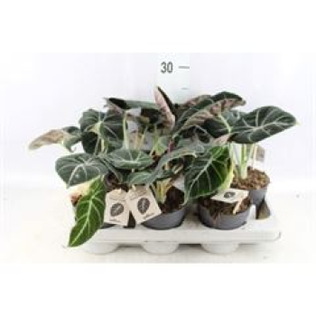 Alocasia 'Black Velvet'