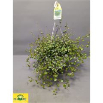 Muehlenbeckia Ampel