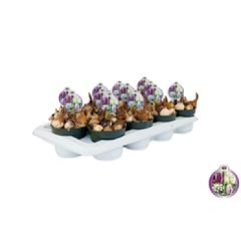 Zwiebelblumen gemischt in Topf violett