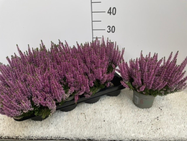 Calluna 'Beauty Ladies' Lila