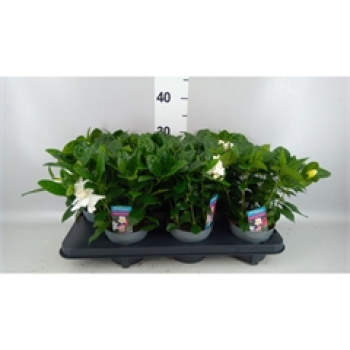 Gardenia jasminoides