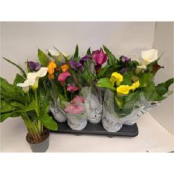 Calla Mix