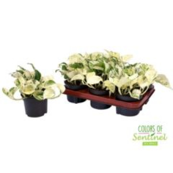 Epipremnum pinn. 'Happy Leaf'