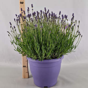 Lavandula ang. Kübel