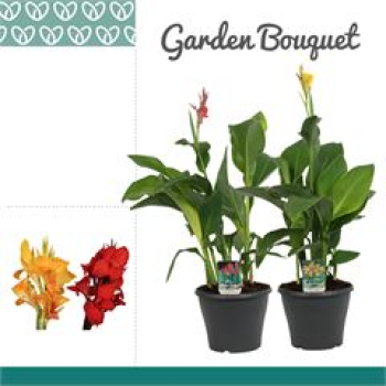 Canna 'Tenerife' gelbrot