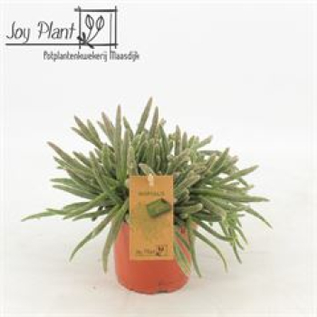 Rhipsalis baccifera subsp. horrida