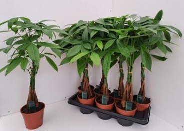 Pachira aquatica
