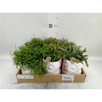 Rhipsalis Mix in Keramikeule weiß