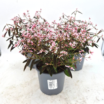 Euphorbia "Pink Shades"