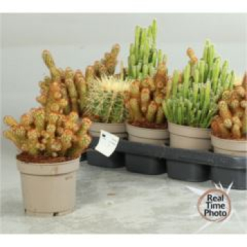 Cactus  gemischt