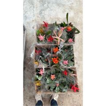 Aechmea Mix