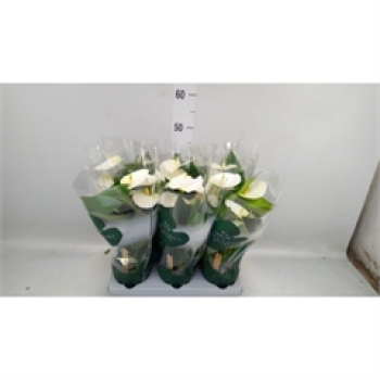Anthurium andr. 'Samora' weiß