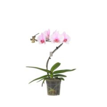 Phalaenopsis rosa "TWISTER "
