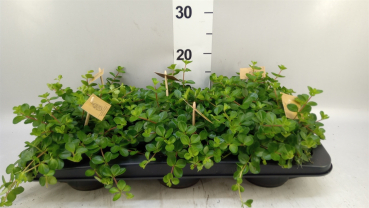 Peperomia  rotundifolia