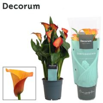 Calla orange