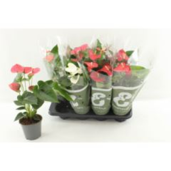 Anthurium gemischt